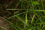 White edge sedge